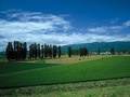 SF039_L.jpg
